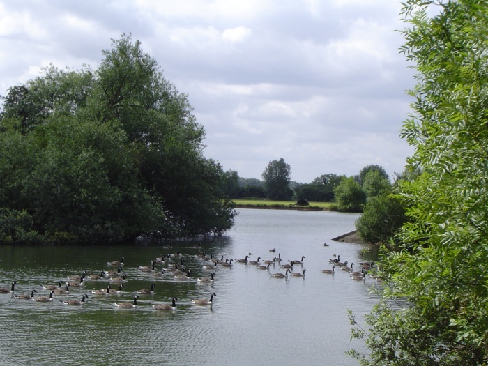 roding valley lake by peter house and carol murray.jpg